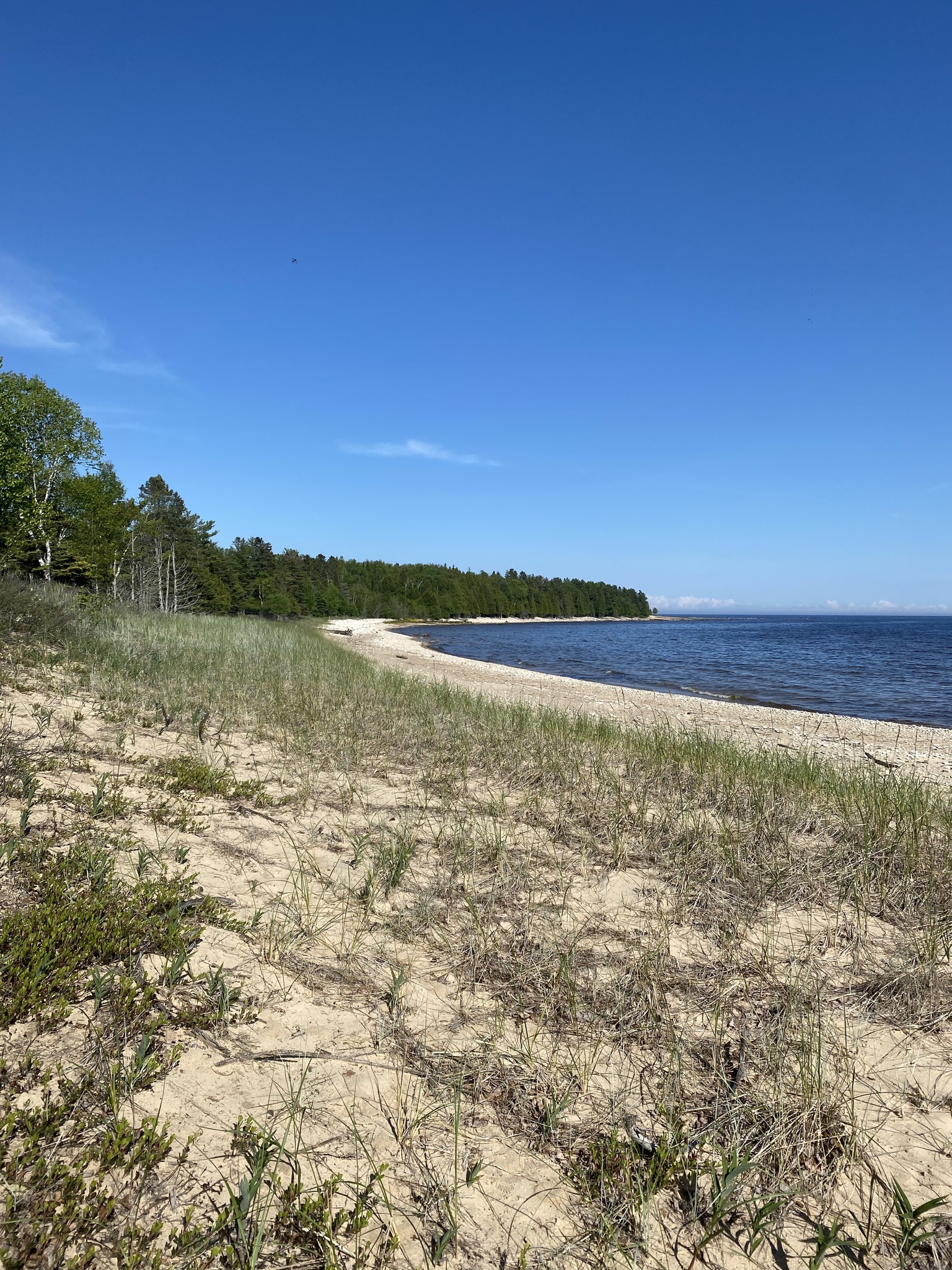 Cornerstone_7 Sandy beach and dunes with grass bordering a pine forest and blue water.